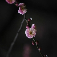 梅花头像,qq梅花头像红色的更好看