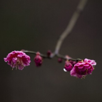 梅花头像,qq梅花头像红色的更好看