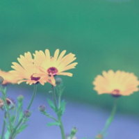 淡雅小雏菊花朵QQ头像图片,永恒的美丽