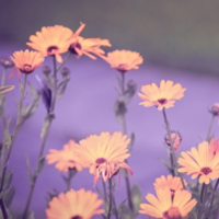 淡雅小雏菊花朵QQ头像图片,永恒的美丽