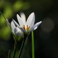 白色花朵头像,白色葱兰花植物高清的