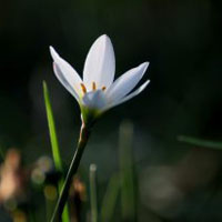 白色花朵头像,白色葱兰花植物高清的