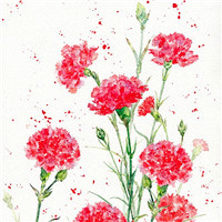 康乃馨花朵头像,好看美美的康乃馨QQ头像图片