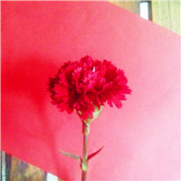 康乃馨花朵头像,好看美美的康乃馨QQ头像图片