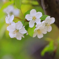 淡雅清新的花朵头像图片,白色的看看是什么花儿
