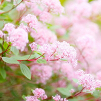 爱花卉的必备头像图片,粉色淡雅的花朵