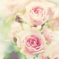 爱花卉的必备头像图片,粉色淡雅的花朵