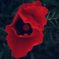 红色花朵头像,红色花朵头像图片