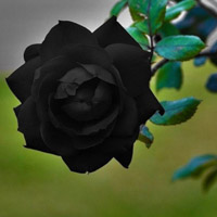 玫瑰花头像图片,黑色玫瑰,白色玫瑰,红色玫瑰