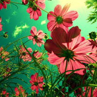 花丛自然风景唯美图片头像,各种漂亮的花儿