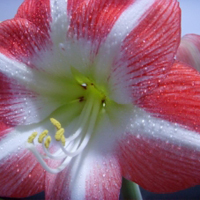 花卉朱顶红花朵头像图片,漂亮的花儿