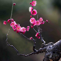 花卉简约风景高清头像图片,自己拍的