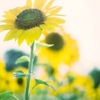 花卉向日葵唯美头像图片,面对阳光，不自艾自怜