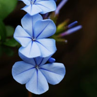 花卉浅色系的花朵风景好看头像图片