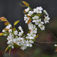 花卉图片雪白的梨花,梨花盛开的季节真美