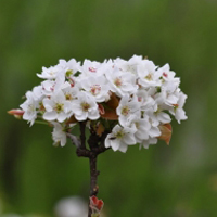 花卉图片雪白的梨花,梨花盛开的季节真美