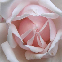 花卉图片一束粉色的花朵代表我的爱,我的心