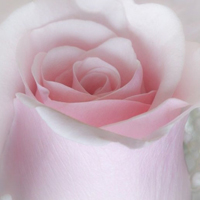 花卉图片一束粉色的花朵代表我的爱,我的心