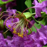 花卉图片紫薇花蕊微距高清又好看