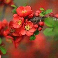 花卉图片自然淡雅的花朵头像,花儿最美丽的