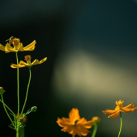 唯美花卉图片头像 波斯菊,意境中的花儿