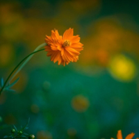 唯美花卉图片头像 波斯菊,意境中的花儿
