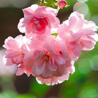 好看花卉图片头像,超唯美的粉色花朵儿
