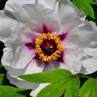 最艳丽的花卉图片牡丹花朵头像图片