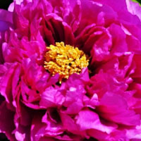 最艳丽的花卉图片牡丹花朵头像图片