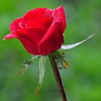 花卉图片红玫瑰花朵头像图片,红红火火的爱