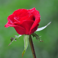 花卉图片红玫瑰花朵头像图片,红红火火的爱