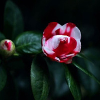 花卉红色相间的花朵唯美头像图片最新拍的