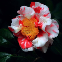 花卉红色相间的花朵唯美头像图片最新拍的