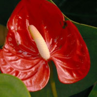 花卉红掌花朵图片头像,花的形状真的很个性吧