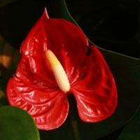 花卉红掌花朵图片头像,花的形状真的很个性吧