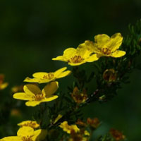 花卉图片黄色刺玫漂亮的花儿盛开了