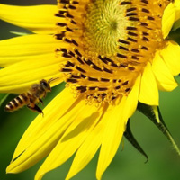 花卉金黄色的向日葵花,上边还有采蜜的蜜蜂