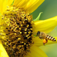 花卉金黄色的向日葵花,上边还有采蜜的蜜蜂