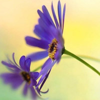 花卉美丽自然的花朵高清头像图片