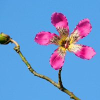 紫荆花花卉图片 最好看的花朵微信头像