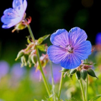 带来好运植物微信头像,漂亮的花朵花卉图片