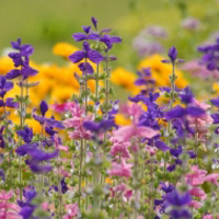带来好运植物微信头像,漂亮的花朵花卉图片