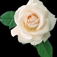 唯美白玫瑰头像,透明微信白玫瑰头像图片