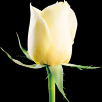 唯美白玫瑰头像,透明微信白玫瑰头像图片