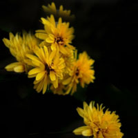 黄色的万寿菊图片头像,花色花朵头像