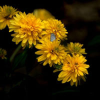 黄色的万寿菊图片头像,花色花朵头像