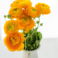 黄色清新美丽的花朵头像,插在瓶子中的花儿