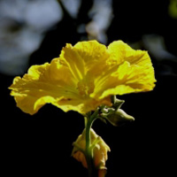 黄色丝瓜花朵图片,近拍微距超美丽的