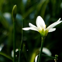 花卉白色葱兰唯美图片,笔盈盈地竞相怒放