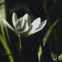 花卉白色葱兰唯美图片,笔盈盈地竞相怒放